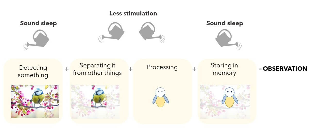 Diagram showing the process of making observations using birds as example,on light background Diagram showing the process of making observations using birds as example,on light background
