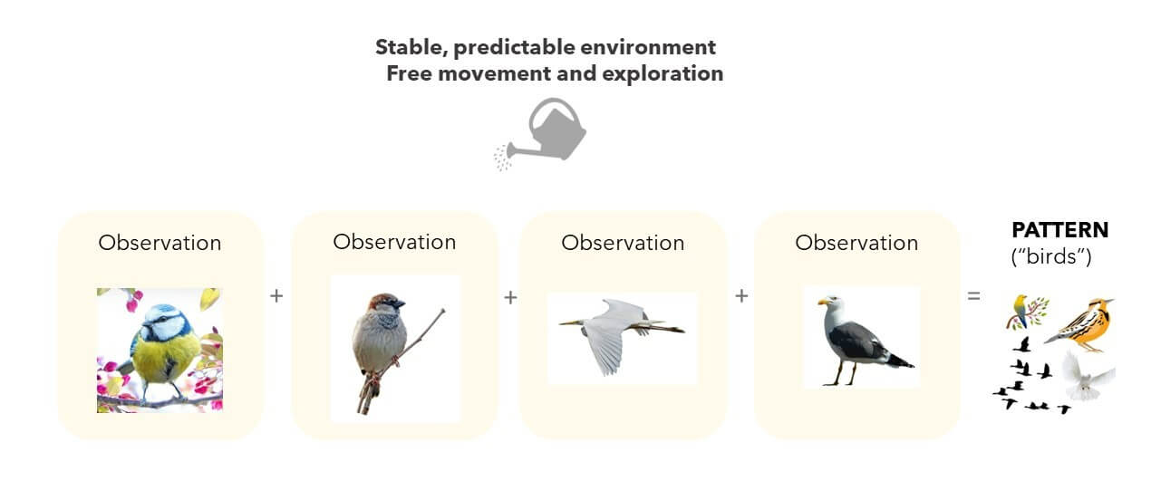 Diagram showing the process of adding observations to form patterns, using birds as example, on light background Diagram showing the process of adding observations to form patterns, using birds as example, on light background