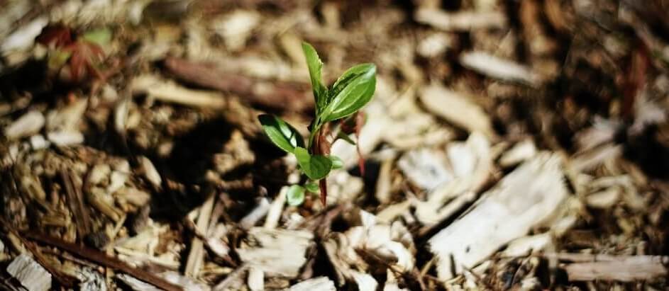 tiny plant tiny plant